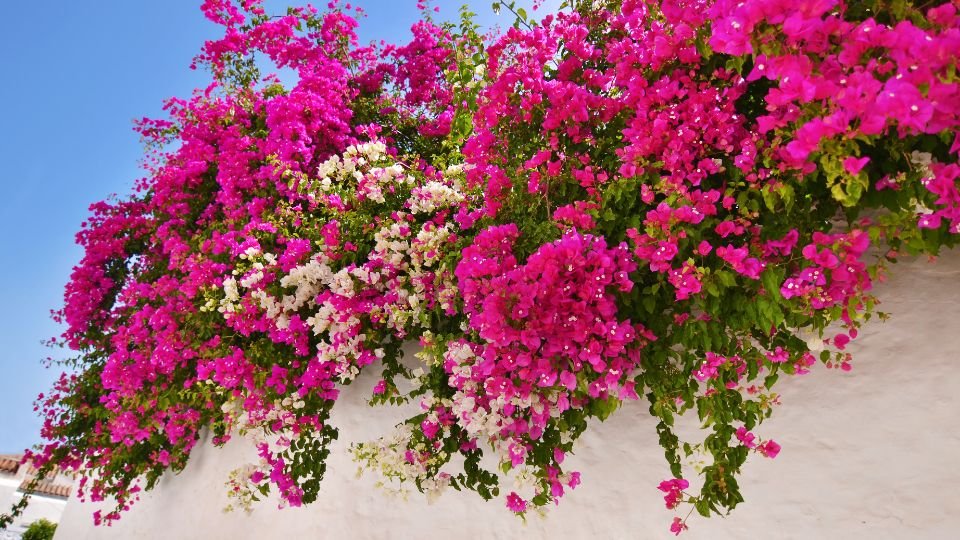 Bunte Bougainvillea-Blüten in verschiedenen Rosa- und Weißtönen an einer weißen Wand.