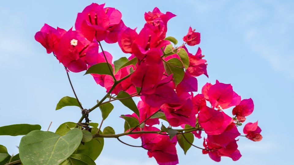 Leuchtend pinke Bougainvillea-Blüten mit grünen Blättern vor blauem Himmel.