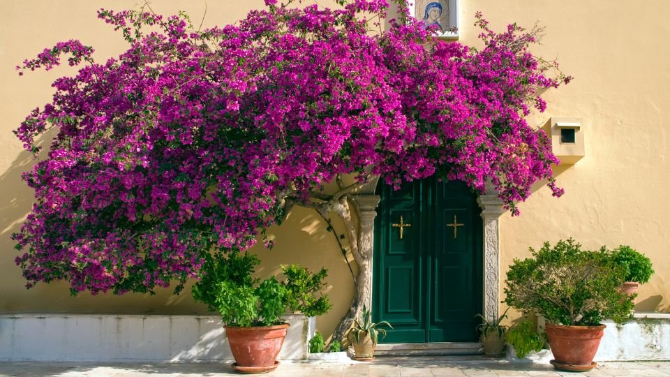 Eine prächtige Bougainvillea mit leuchtend pinken Hochblättern vor einer grünen Tür.