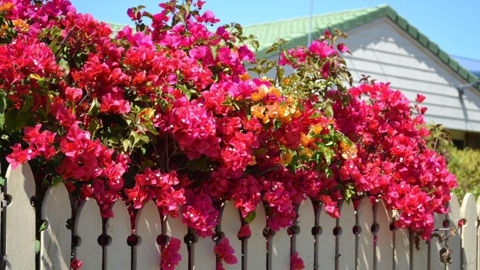 Bunte Bougainvillea-Blüten in voller Blüte an einem weißen Zaun.