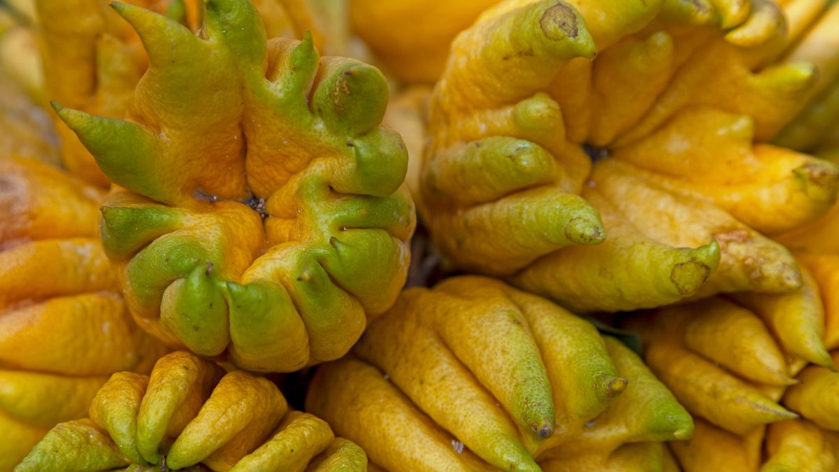 Nahaufnahme von Buddhas Hand, einer ungewöhnlichen Zitrusfrucht mit fingerartigen Auswüchsen.