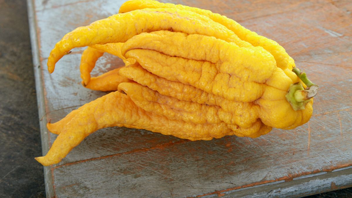 Eine Buddhas Hand Zitrusfrucht mit leuchtend gelber Farbe und fingerartigen Auswüchsen.