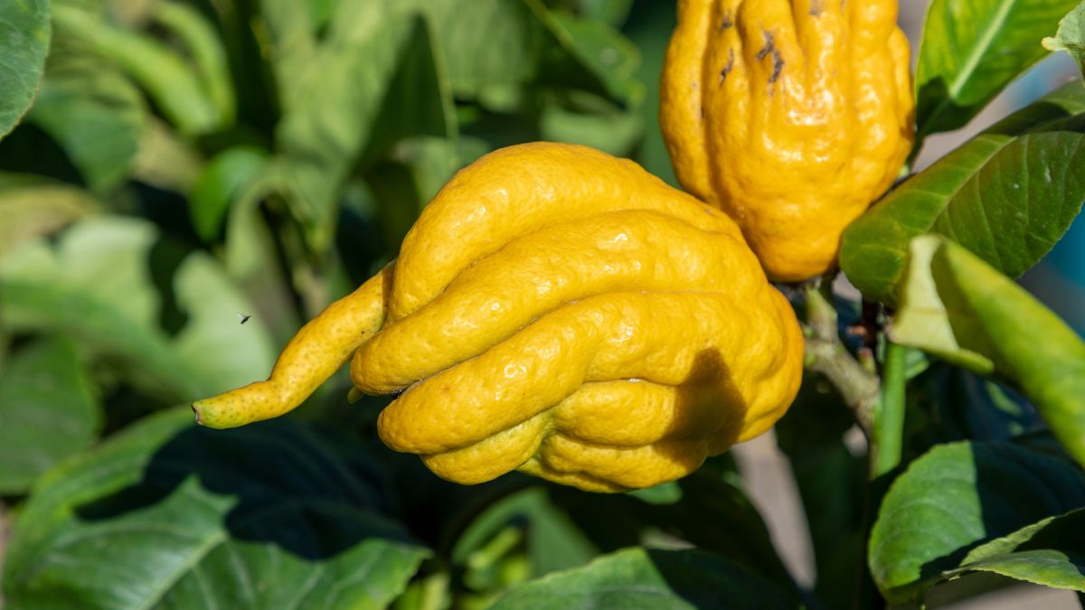 Eine reife Buddhas Hand Zitrusfrucht mit gelben, fingerartigen Auswüchsen.