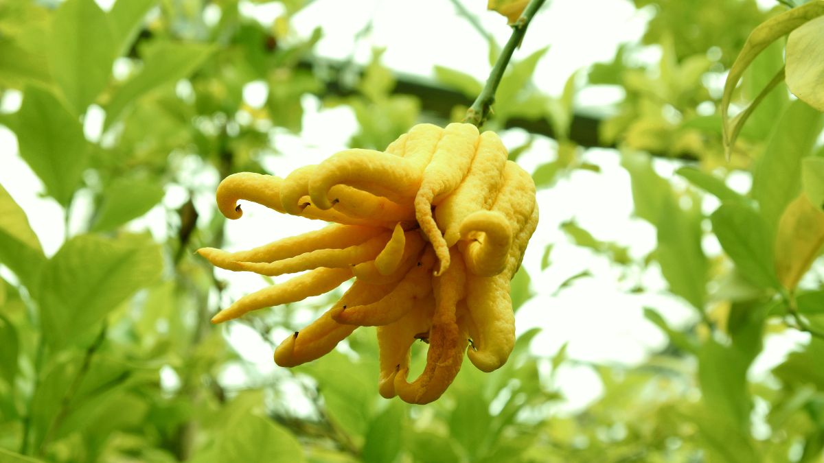 Eine Buddhas Hand Zitrusfrucht mit gelben, fingerartigen Auswüchsen hängt an einem Baum.