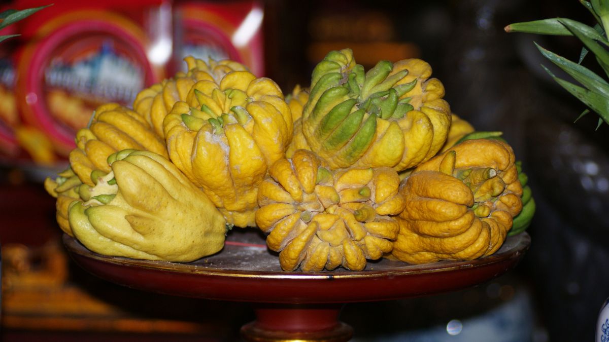 Eine Ansammlung von Buddhas Hand Früchten in leuchtendem Gelb und Grün.
