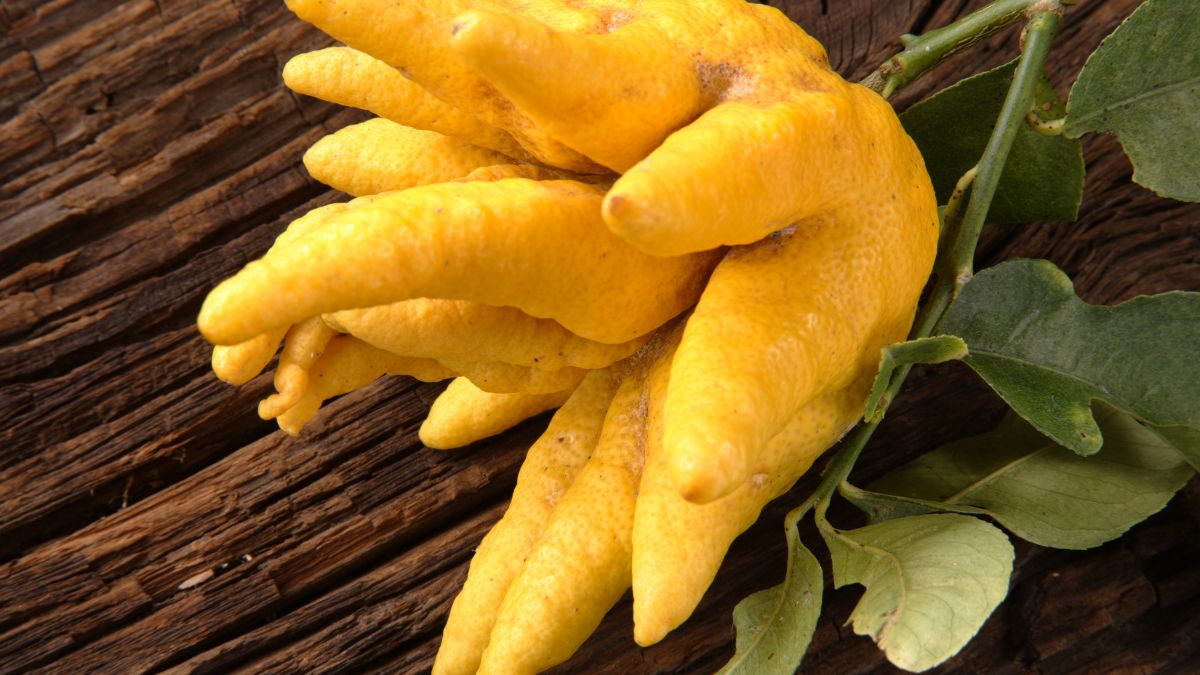 Eine Buddhas Hand Zitrusfrucht mit leuchtend gelben, fingerartigen Auswüchsen.