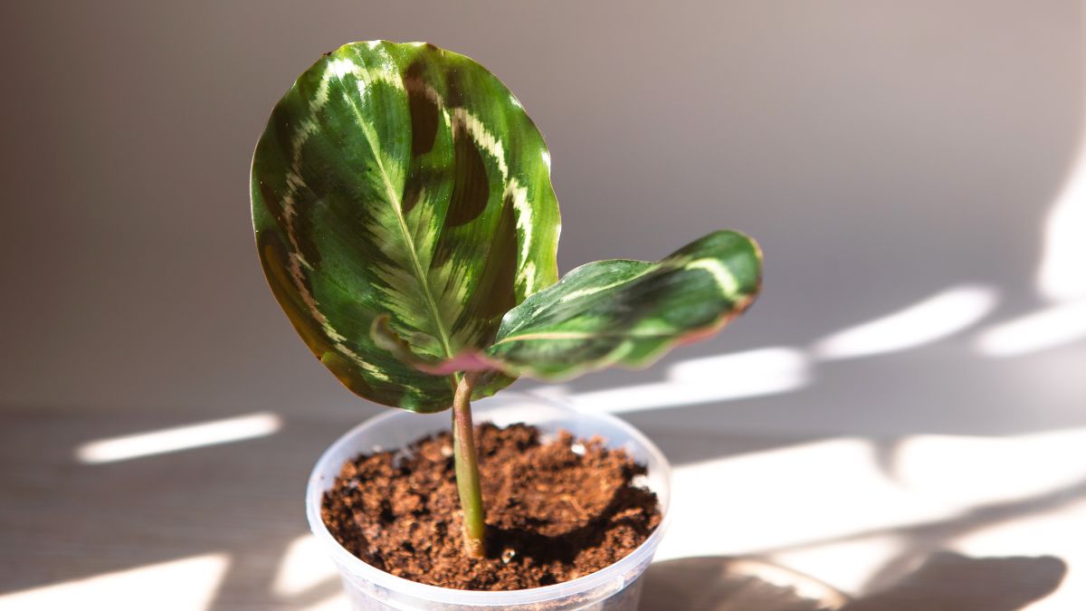Calathea Medallion (Goeppertia roseopicta): Merkmale, Pflege, Vermehrung und Tipps gegen Schädlinge Eine junge Calathea Medallion Pflanze mit bunten Blättern in einem Topf.