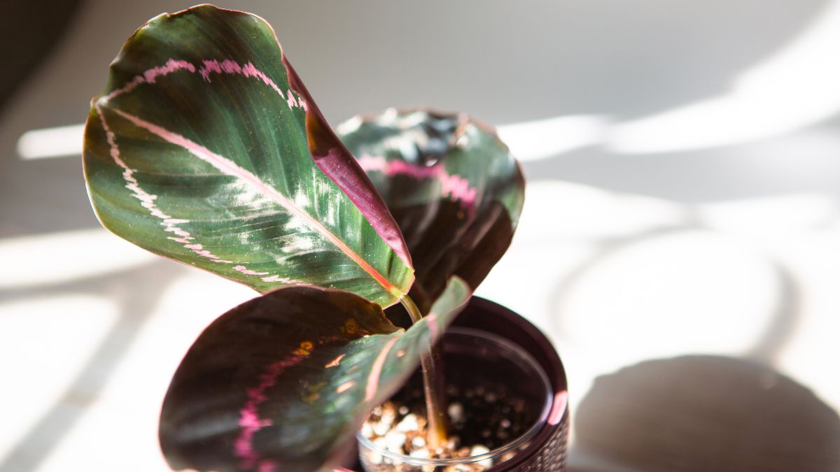Calathea Medallion (Goeppertia roseopicta): Merkmale, Pflege, Vermehrung und Tipps gegen Schädlinge Nahaufnahme eines Calathea Medallion mit bunten, gemusterten Blättern.