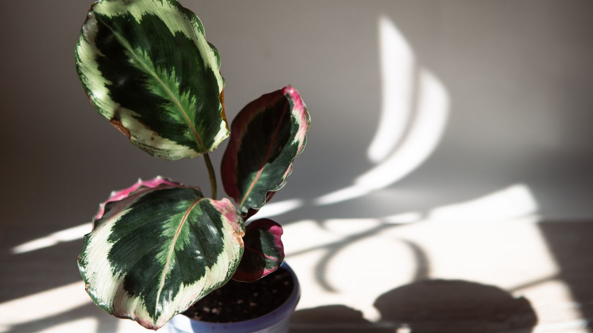 Eine Calathea Medallion Pflanze mit bunten Blättern in einem Topf.