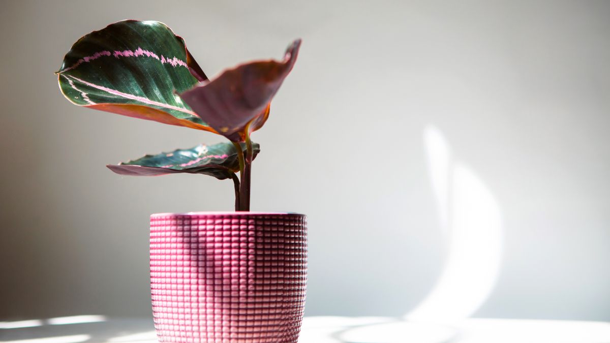 Calathea Medallion (Goeppertia roseopicta): Merkmale, Pflege, Vermehrung und Tipps gegen Schädlinge Eine Calathea Medallion Pflanze mit bunten Blättern in einem dekorativen Topf.