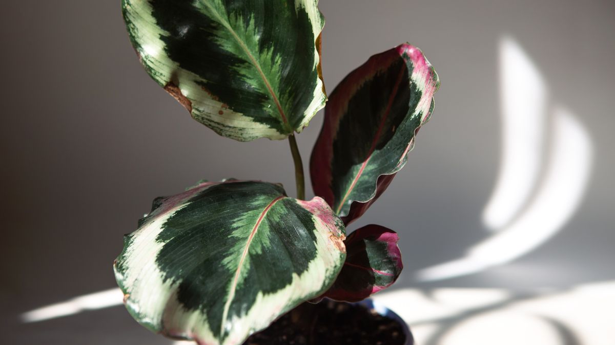 Calathea Medallion (Goeppertia roseopicta): Merkmale, Pflege, Vermehrung und Tipps gegen Schädlinge Nahaufnahme der Blätter einer Calathea Medallion mit lebendigen Mustern.