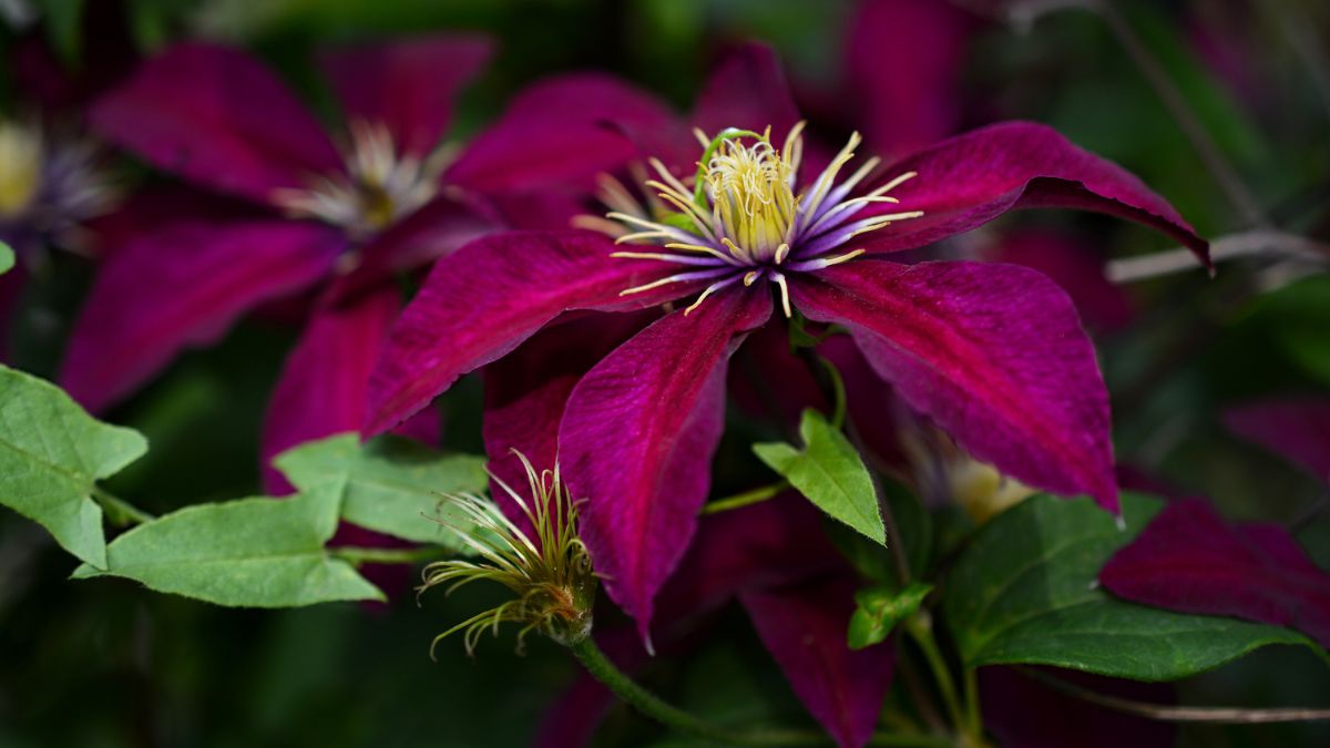 Eine prächtige Clematis-Blüte in tiefem Purpur mit zarten Blättern.