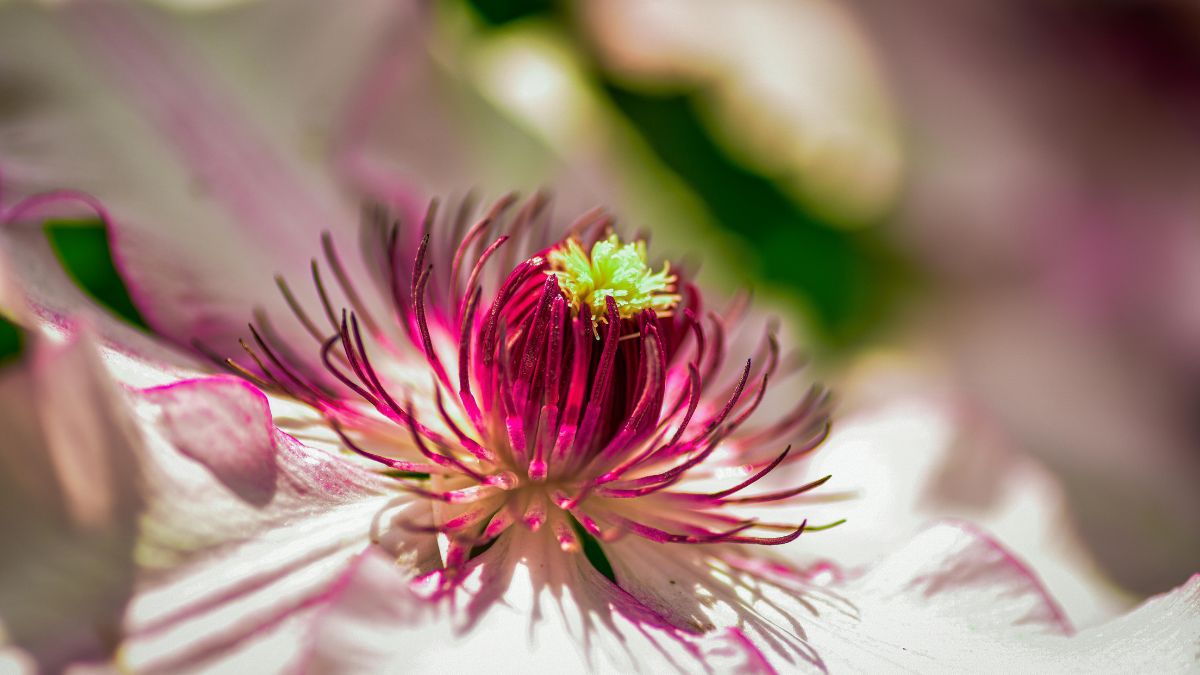 Nahaufnahme einer Clematisblüte mit pinken und weißen Blütenblättern.