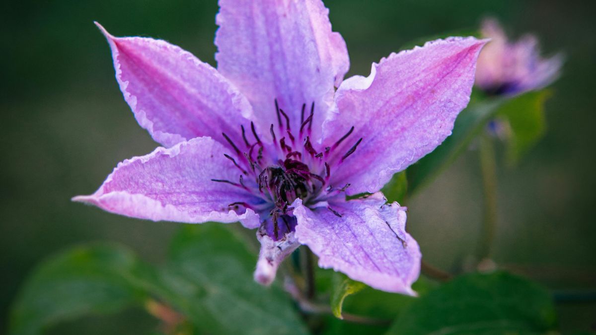 Eine zarte, lila blühende Clematis mit feinen Blütenblättern.