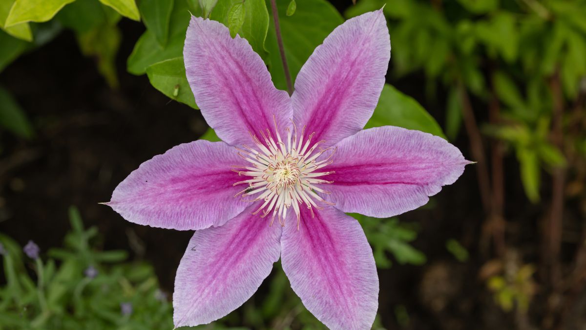 Eine blühende Clematis mit großen, lila Blütenblättern und einer hellen Mitte.