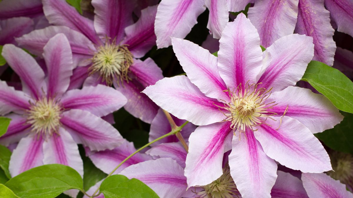 Bunte Clematis-Blüten mit lila und weißen Blütenblättern in einem Garten.