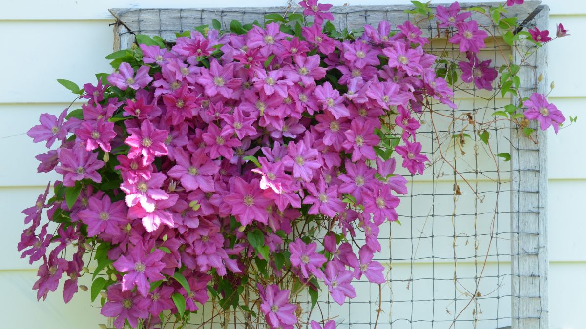 Eine üppige Clematis-Pflanze mit leuchtend pinken Blüten, die an einem Gitter wächst.