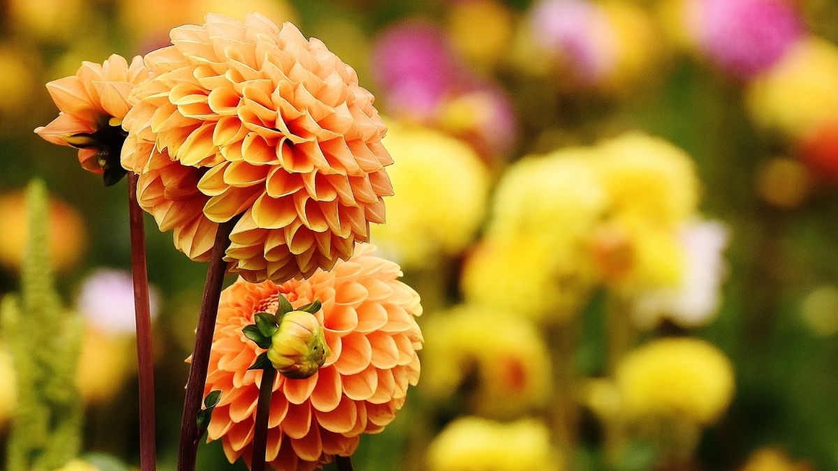 Dahlien (Dahlia) Zarte orangefarbene Dahlienblüten mit gelben und pinken Blüten im Hintergrund.