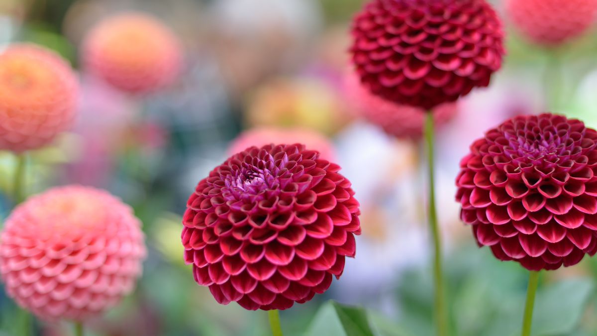 Dahlien (Dahlia) Bunte Dahlienblüten in verschiedenen Rot- und Rosatönen im Garten.