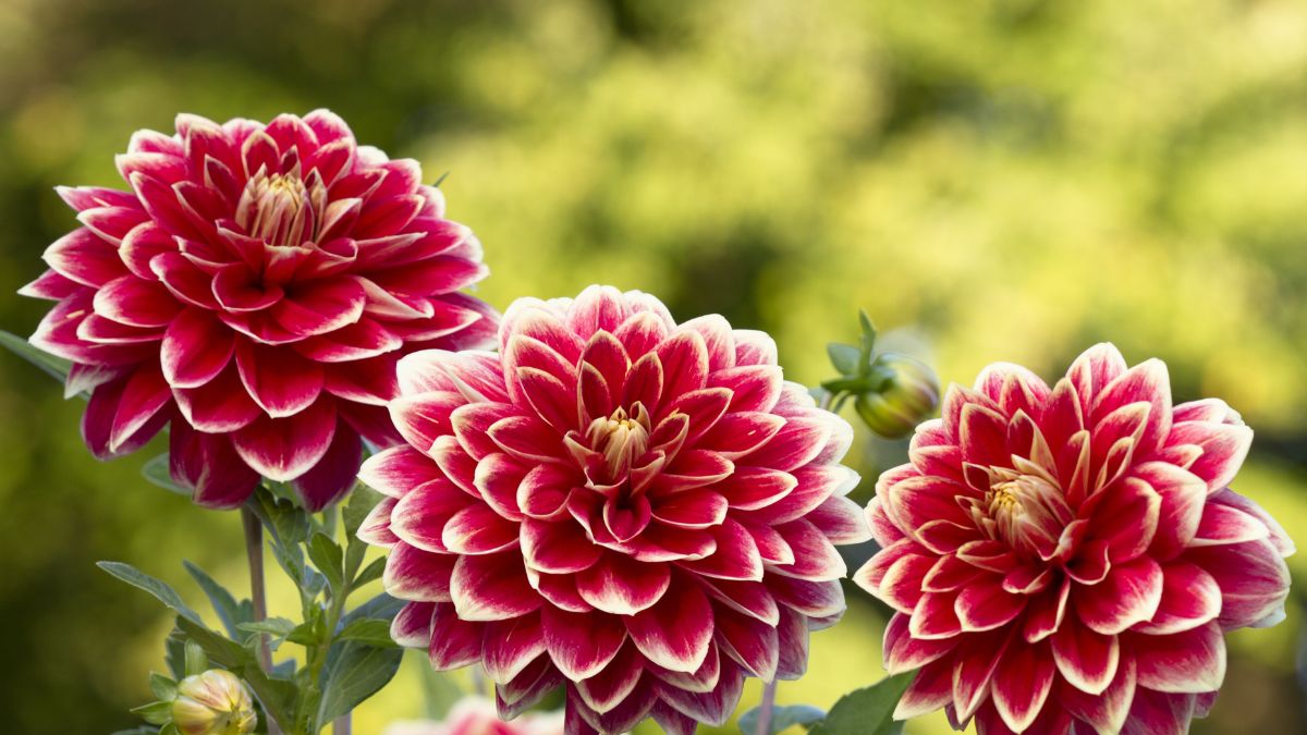 Dahlien (Dahlia) Drei prächtige Dahlienblüten in Rot und Weiß, umgeben von grünem Hintergrund.