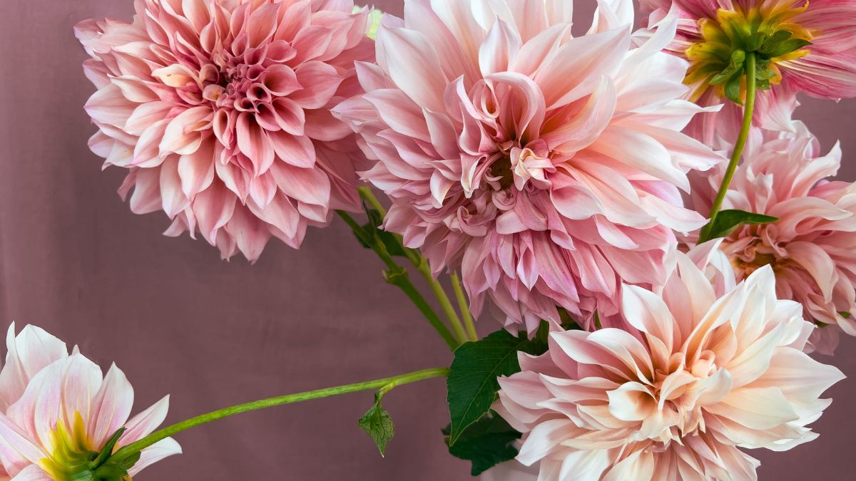 Dahlien (Dahlia) Zarte, rosa Dahlienblüten in voller Blüte, umgeben von grünem Laub.