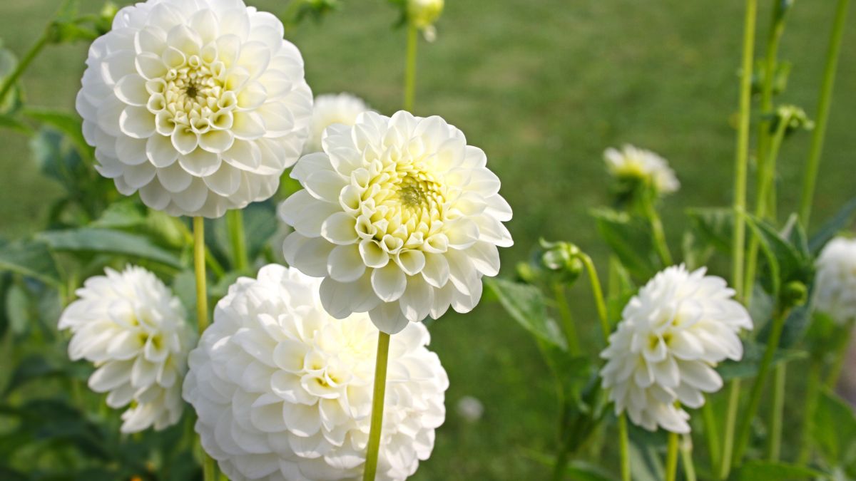 Dahlien (Dahlia) Weiße Dahlienblüten in einem Ziergarten, üppig und blühend.