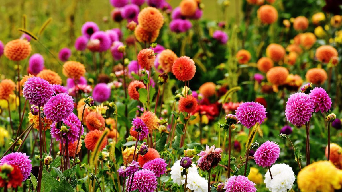 Dahlien (Dahlia) Bunte Dahlien in verschiedenen Farben blühen in einem Garten.