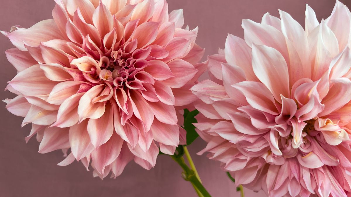 Dahlien (Dahlia) Zwei große, zarte Dahlienblüten in sanften Rosatönen vor einem neutralen Hintergrund.