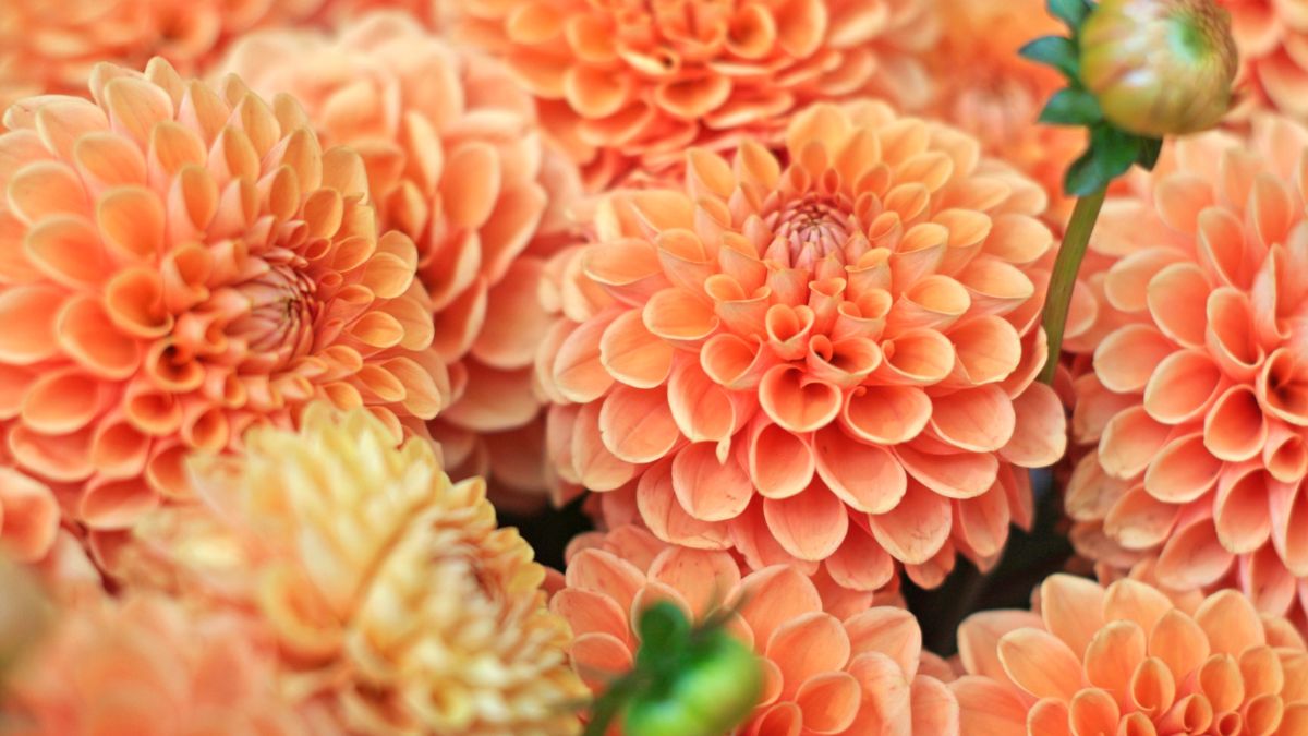 Dahlien (Dahlia) Eine Gruppe von leuchtend orangefarbenen Dahlienblüten in voller Blüte.