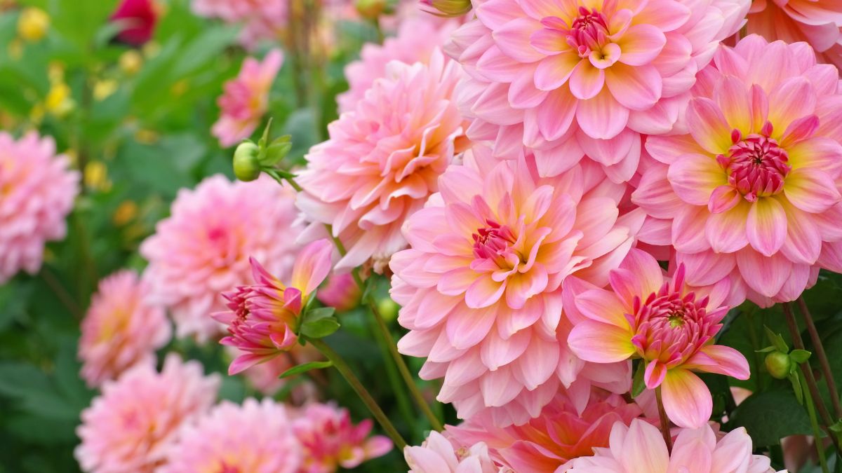 Eine Gruppe von rosa Dahlienblüten in voller Blüte, umgeben von grünem Laub.