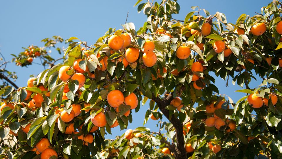 Reife Dattelpflaumen hängen an einem Baum mit grünen Blättern.