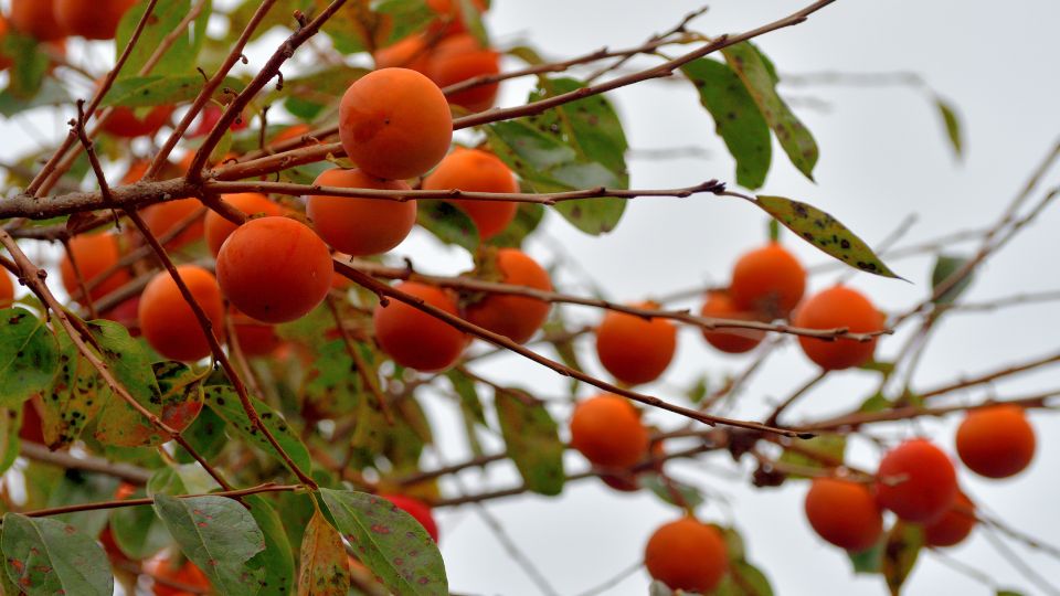 Zweige mit reifen Dattelpflaumen, leuchtend orange und grünem Laub.