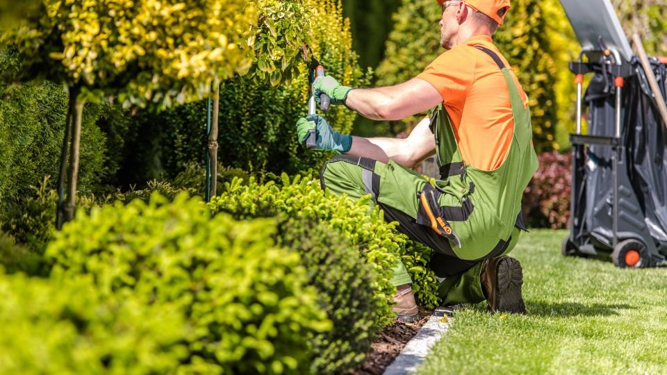 Ein Gärtner schneidet sorgfältig eine Hecke im herbstlichen Garten.