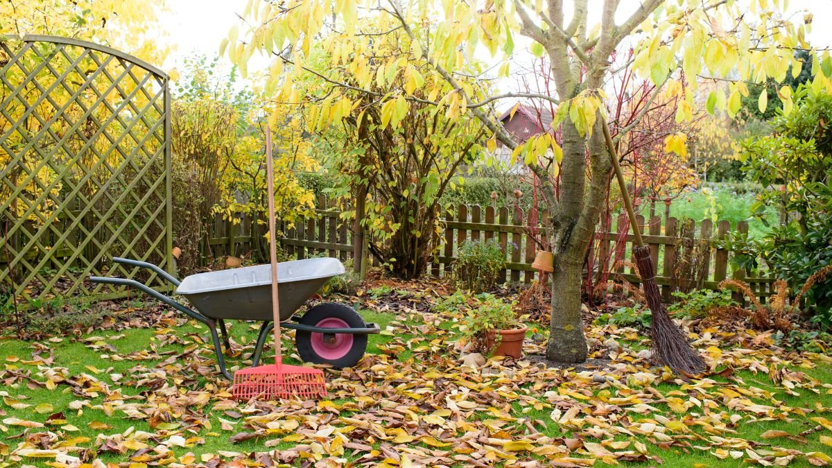 Ein herbstlicher Garten mit einer Schubkarre und bunten Blättern auf dem Boden.