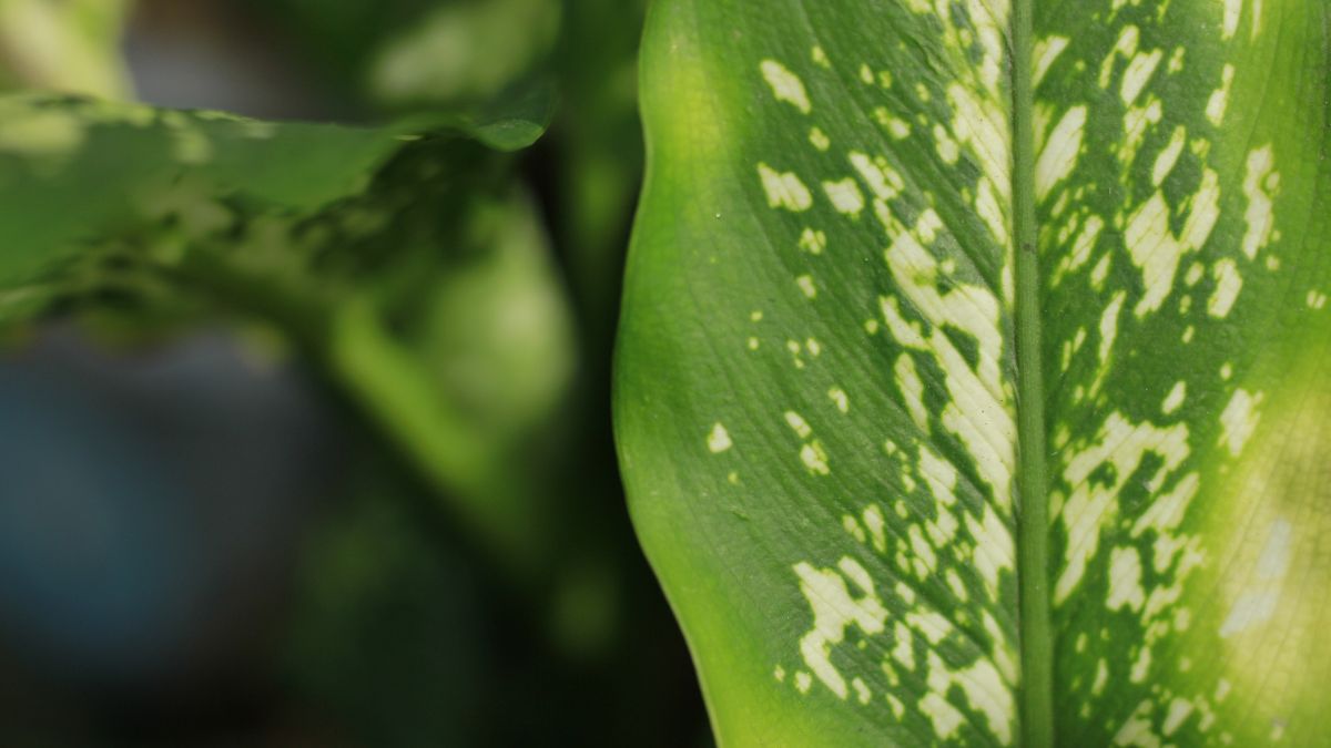 Nahaufnahme eines Dieffenbachia seguine Blattes mit grün-weißen Mustern.