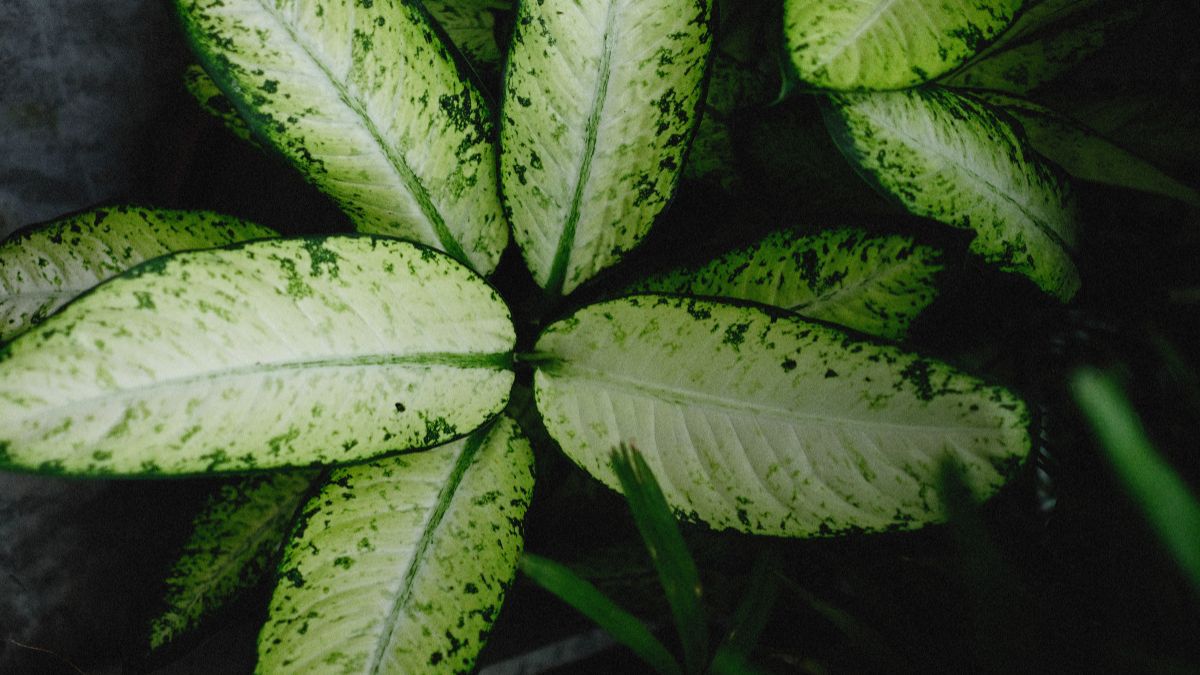 Nahaufnahme von Dieffenbachia seguine Blättern mit gelb-grünen Mustern.