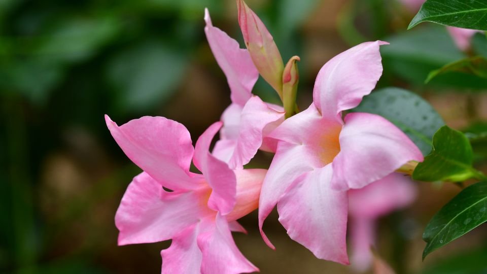 Zarte, rosa Blüten der Dipladenia mit grünen Blättern im Hintergrund.