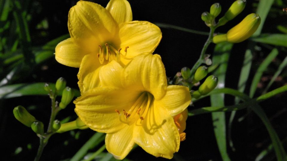 Zwei leuchtend gelbe Blüten der Dipladenia mit grünen Knospen im Hintergrund.
