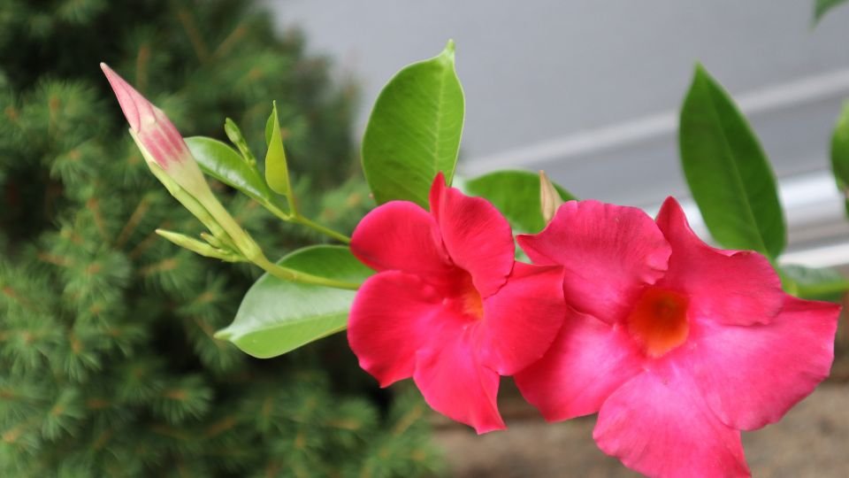 Zwei leuchtend pinkfarbene Dipladenia-Blüten mit grünen Blättern im Hintergrund.