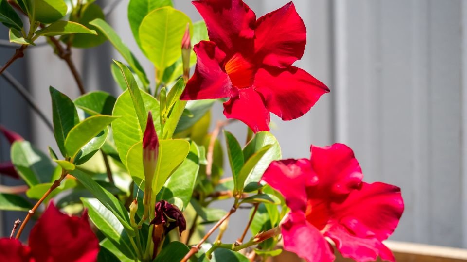 Leuchtend rote Dipladenia-Blüten umgeben von grünen Blättern.