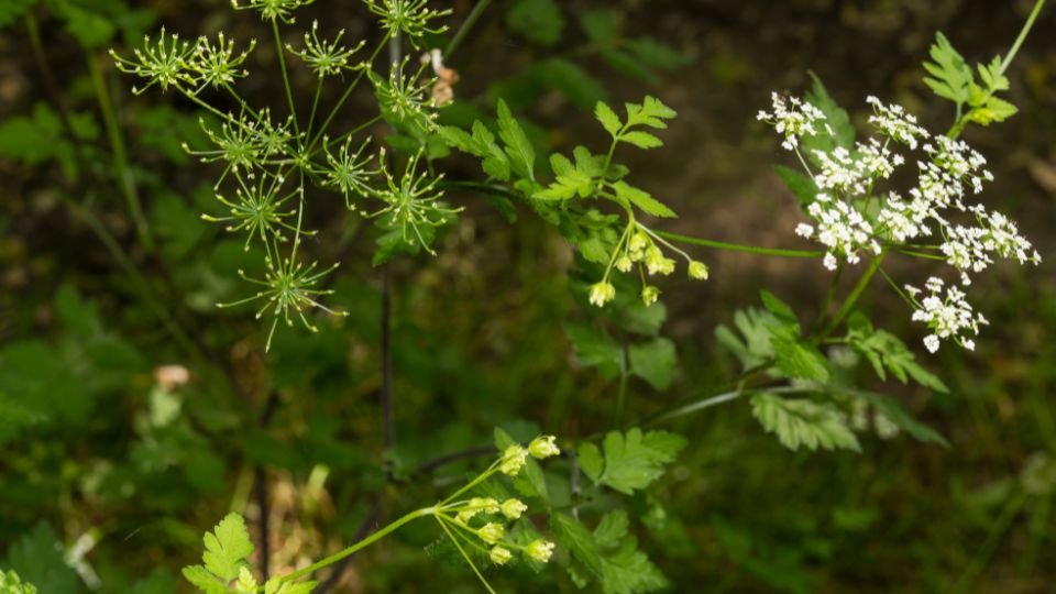 Zarte Blätter und Blüten des Echten Kerbels in einem Garten.
