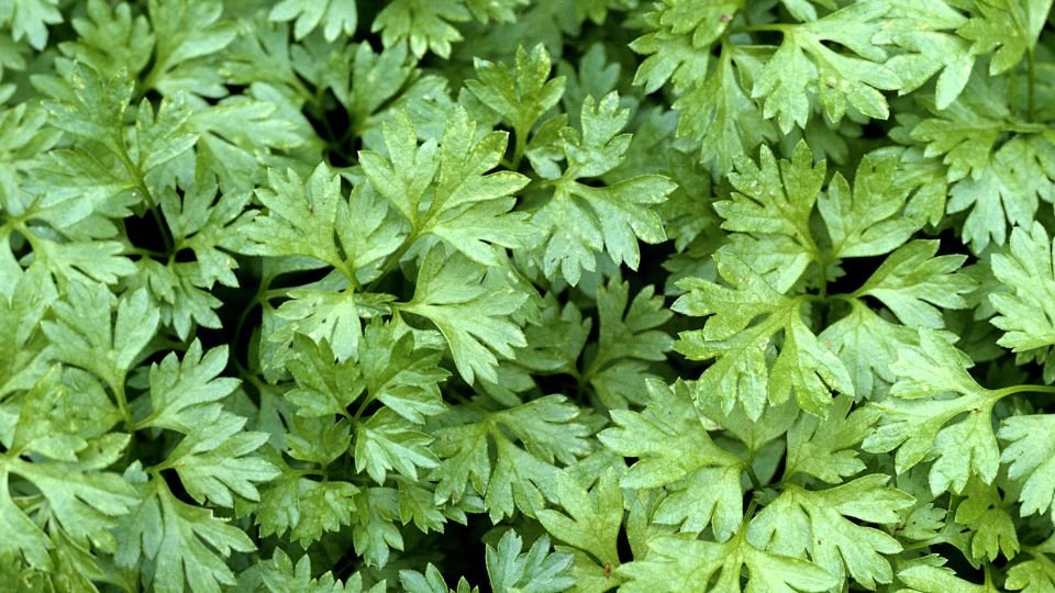 Frische, grüne Blätter des Echten Kerbels, die in einem Garten wachsen.