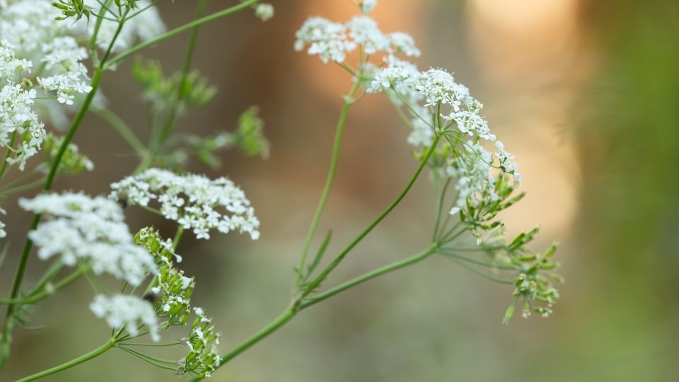 Blühender Echter Kümmel mit weißen Doldenblüten im Garten.