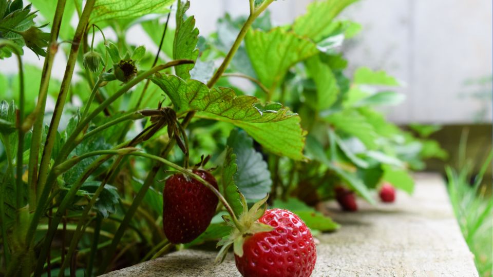 Reife Erdbeeren wachsen an einer Pflanze im Garten, umgeben von grünen Blättern.