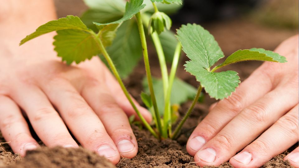 Hände pflanzen eine junge Erdbeerpflanze in fruchtbare Erde.