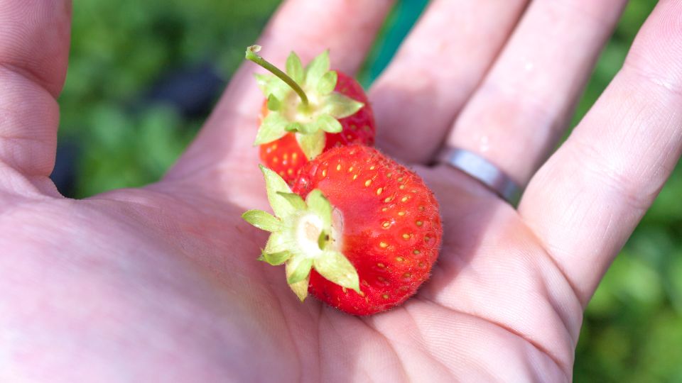Zwei reife Erdbeeren in einer Hand, frisch geerntet aus dem Garten.