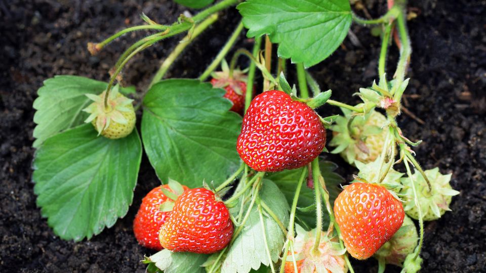Reife Erdbeeren mit grünen Blättern auf fruchtbarem Boden.