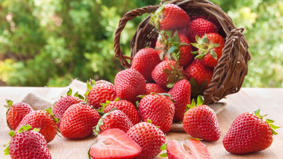 Frische, saftige Erdbeeren liegen auf einem Tisch, einige aus einem Korb gefallen.