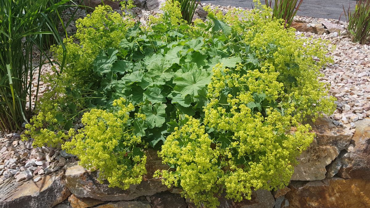 Eine üppige Frauenmantel-Pflanze mit gefalteten Blättern und gelben Blüten.