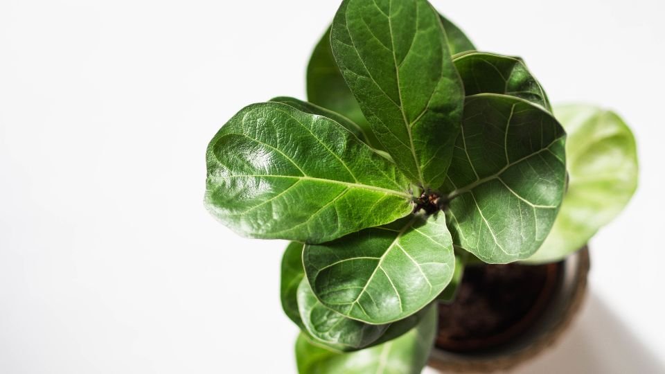 Eine Geigenfeige mit großen, glänzenden Blättern in einem Topf.